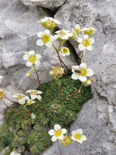 Image of Dolomites saxifrage by (c) Ljaž, some rights reserved (CC BY)