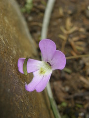 Pinguicula esseriana