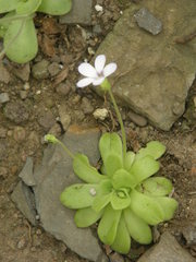 Pinguicula agnata