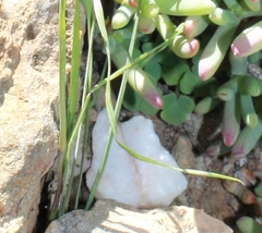 Gladiolus permeabilis permeabilis