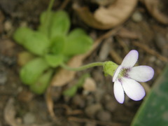 Pinguicula agnata