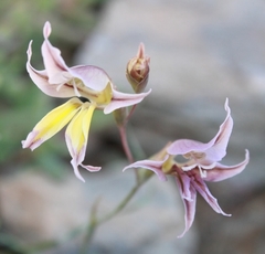 Gladiolus permeabilis permeabilis