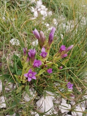 Gentianella anisodonta
