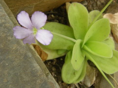 Pinguicula gigantea