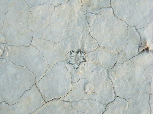Ariocarpus kotschoubeyanus