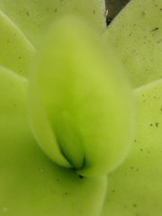 Pinguicula gigantea