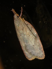 Enchocrates picrophylla