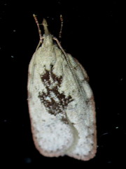 Enchocrates picrophylla