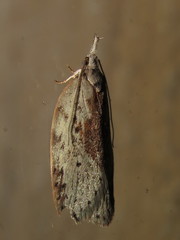 Enchocrates picrophylla