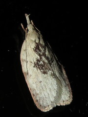 Enchocrates picrophylla