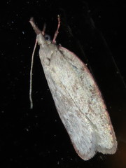 Enchocrates picrophylla