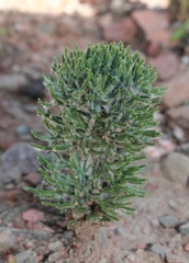 Eriospermum paradoxum