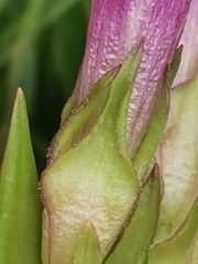 Gentianella anisodonta