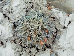 Coryphantha difficilis