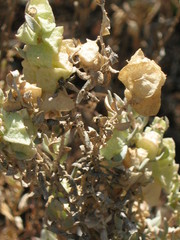 Atriplex lindleyi inflata