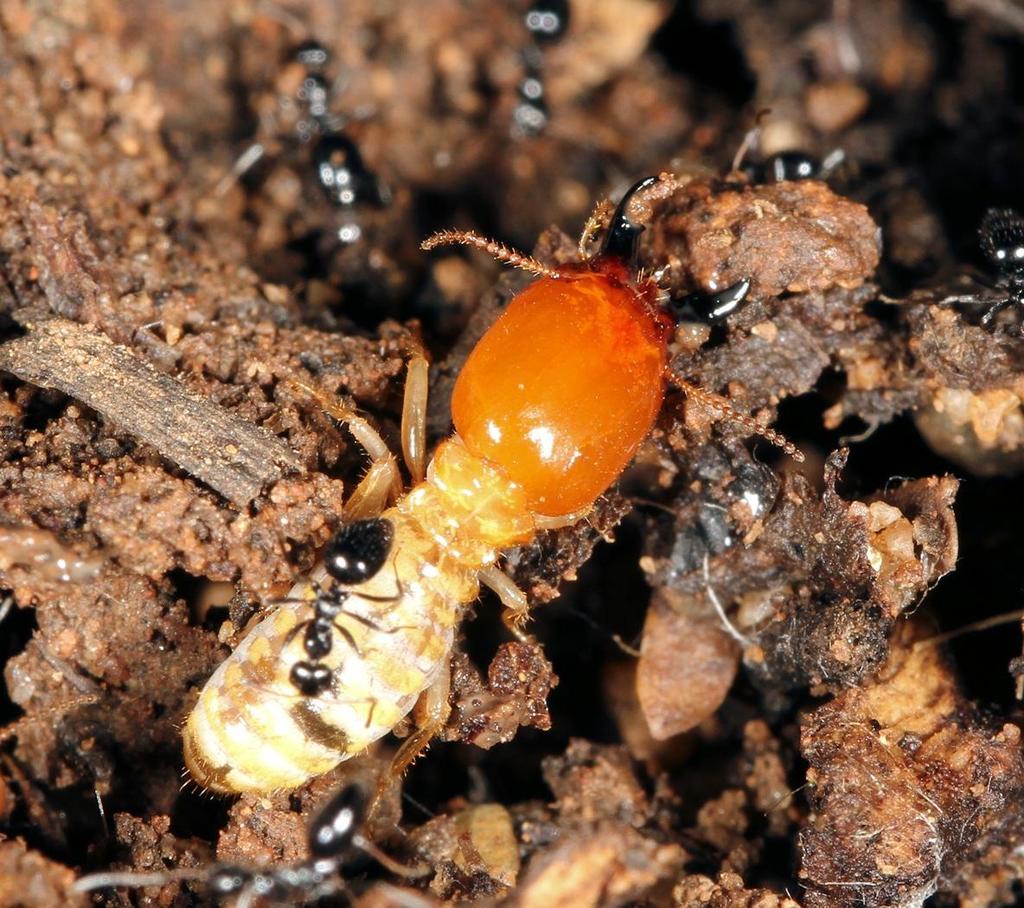Common Fungus-growing Termite