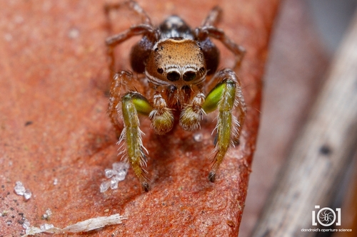 Habronattus viridipes photo 5