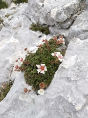 Potentilla clusiana