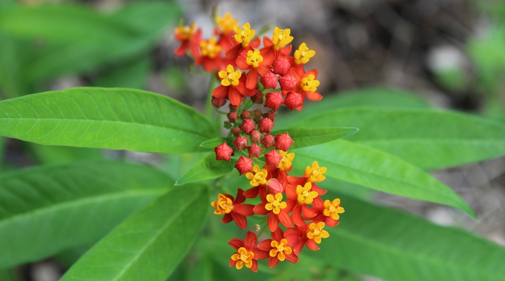 Asclepias curassavica, San José, Guatemala