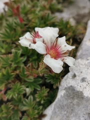 Potentilla clusiana