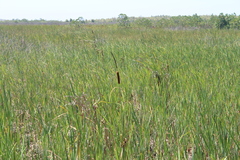 Typha