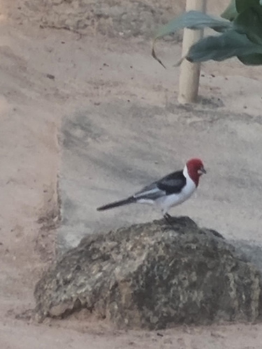 Red-cowled Cardinal