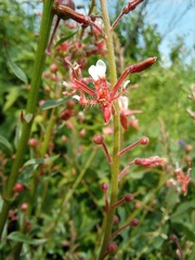 Lopezia trichota