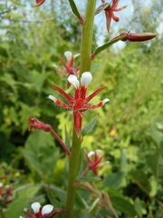 Lopezia trichota
