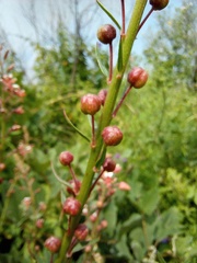 Lopezia trichota