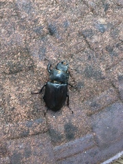 Lucanus