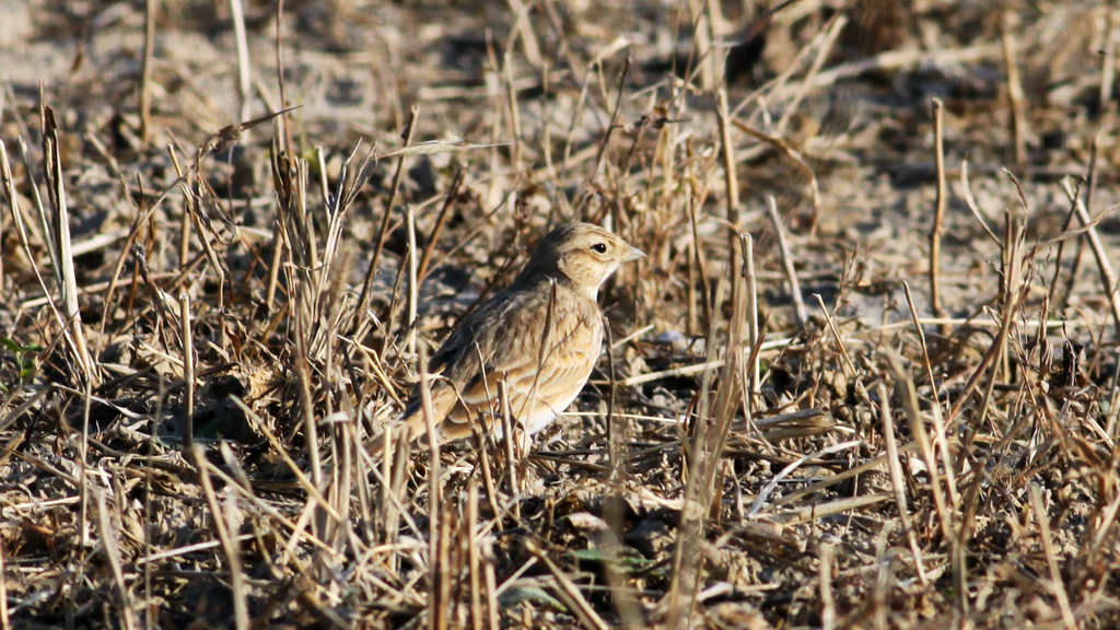 Calandrella Short-toed Larks