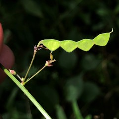 Desmodium sessilifolium