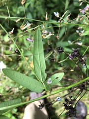 Desmodium sessilifolium