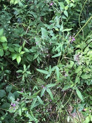 Desmodium sessilifolium