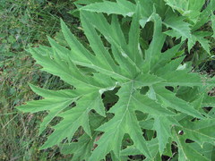 Heracleum asperum