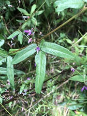 Desmodium sessilifolium
