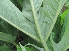 Heracleum asperum