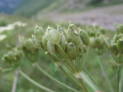 Heracleum asperum