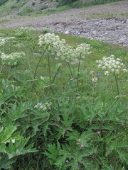 Heracleum asperum