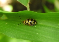 Alagoasa jacobiana