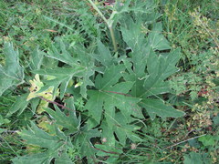 Heracleum asperum