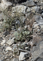 Eriogonum rupinum