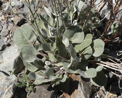 Eriogonum rupinum
