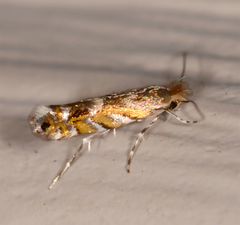 Macrosaccus robiniella
