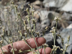 Eriogonum rupinum