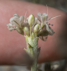 Eriogonum rupinum