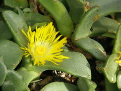 Pleiospilos compactus canus