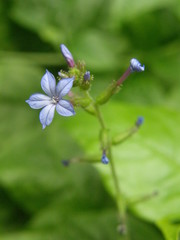 Plumbago caerulea