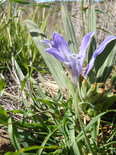 Babiana ambigua