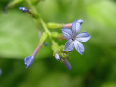 Plumbago caerulea